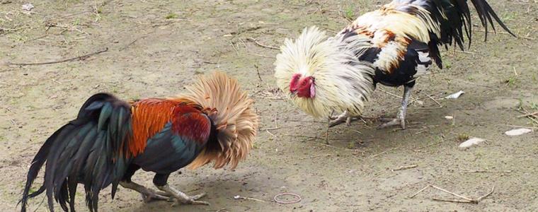 Due galli in un pollaio
