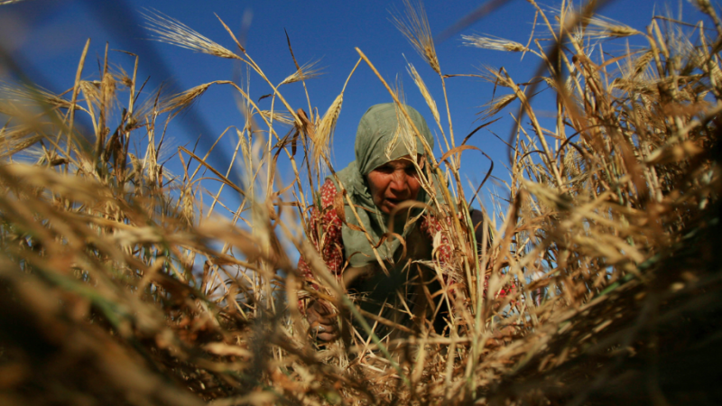 Aiutiamo i contadini palestinesi a proteggere la loro terra