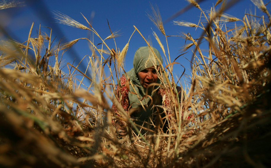 Aiutiamo i contadini palestinesi a proteggere la loro terra