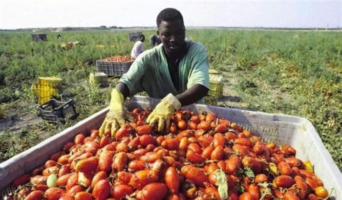 L’allarme degli agricoltori alessandrini: senza immigrati, chi raccoglie i pomodori?