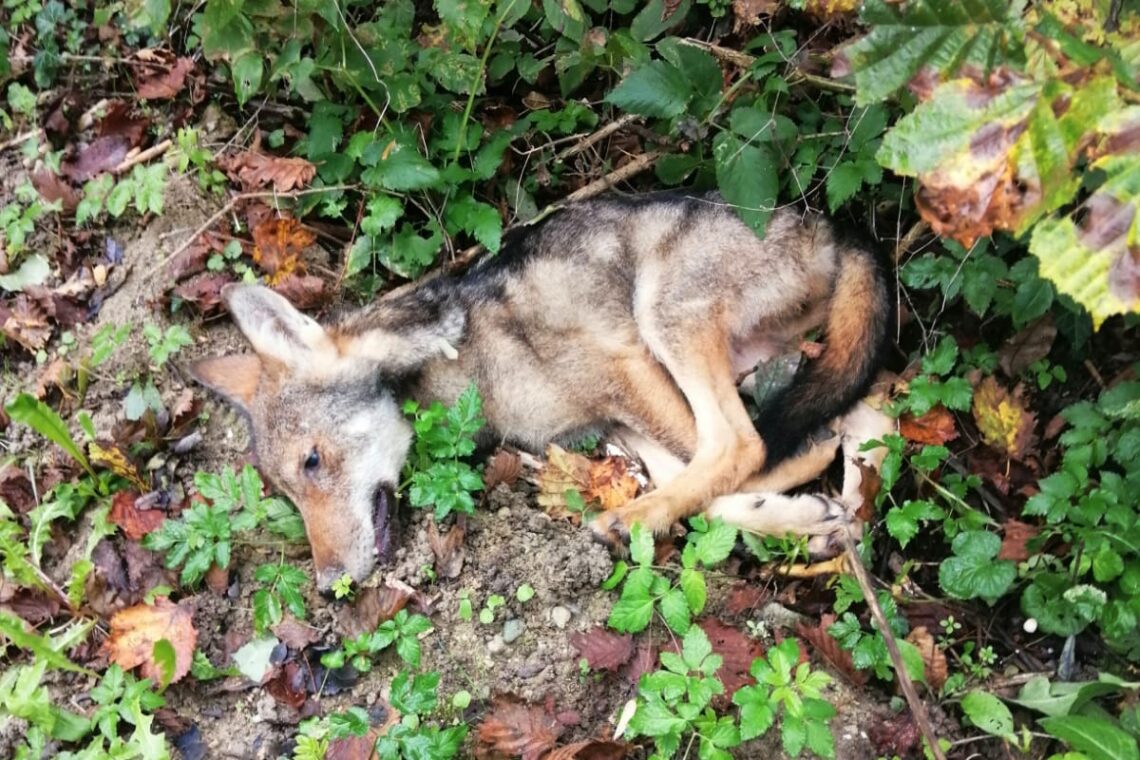 Moria di lupi, sono tre gli esemplari  ritrovati morti dall’inizio di novembre