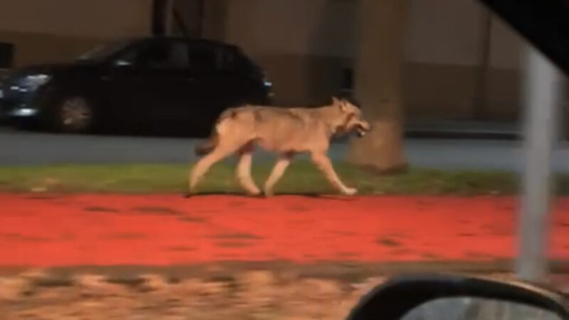 Il video che sciocca Novi: è un lupo oppure no?