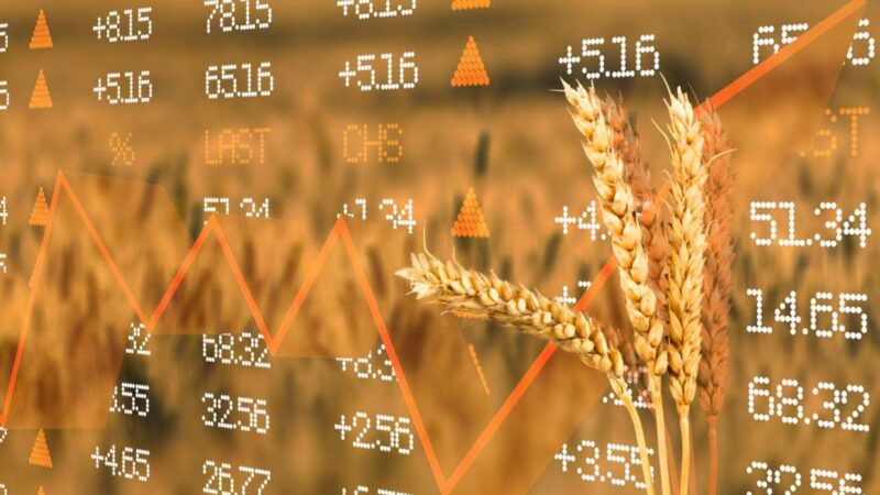 Prezzi grano, la denuncia degli agricoltori: «Crisi disastrosa sul prezzo del grano»