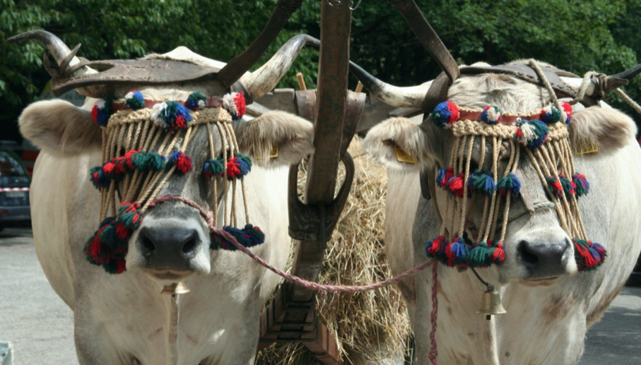 Domenica a Capanne di Marcarolo la fiera delle antiche razze di bestiame