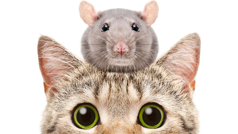 “Nun c’è trippa pe gatti” e l’invasione dei topi in città