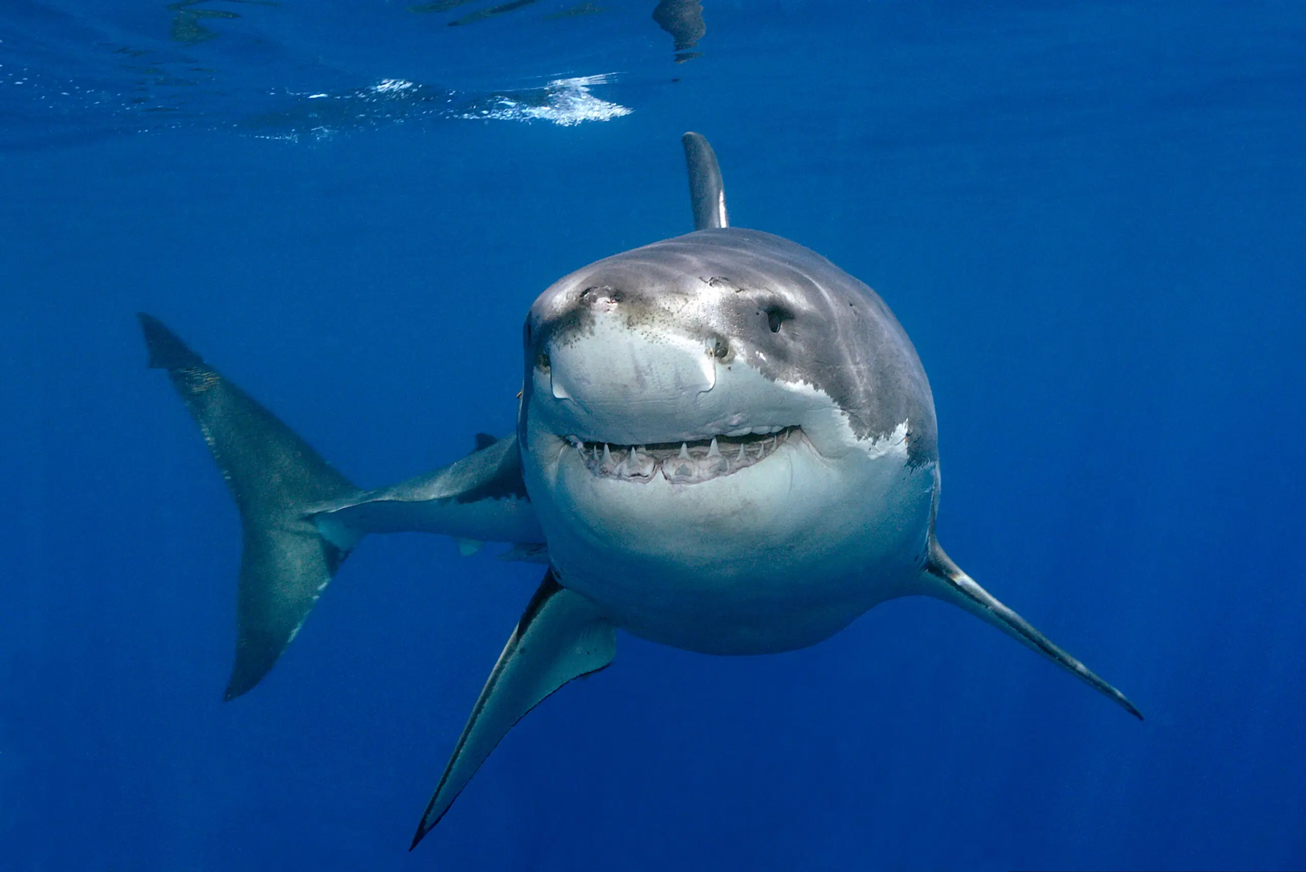 Perché fanno paura gli squali? 